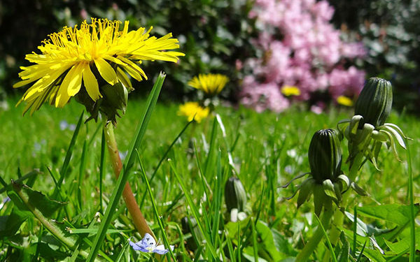 How to get rid of dandelions