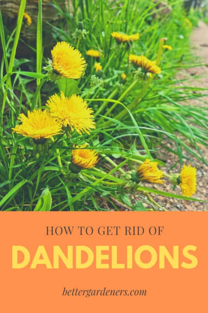 how to get rid of dandelions home remedy