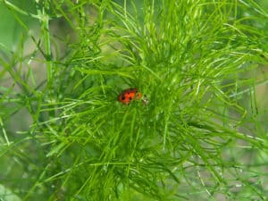 Dill Companion Planting