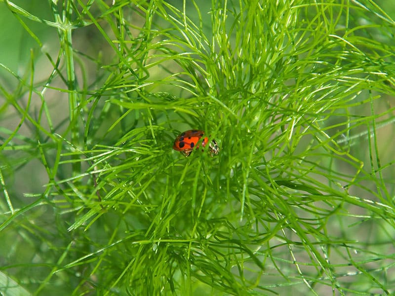 Dill Companion Planting Better Gardener�s Guide