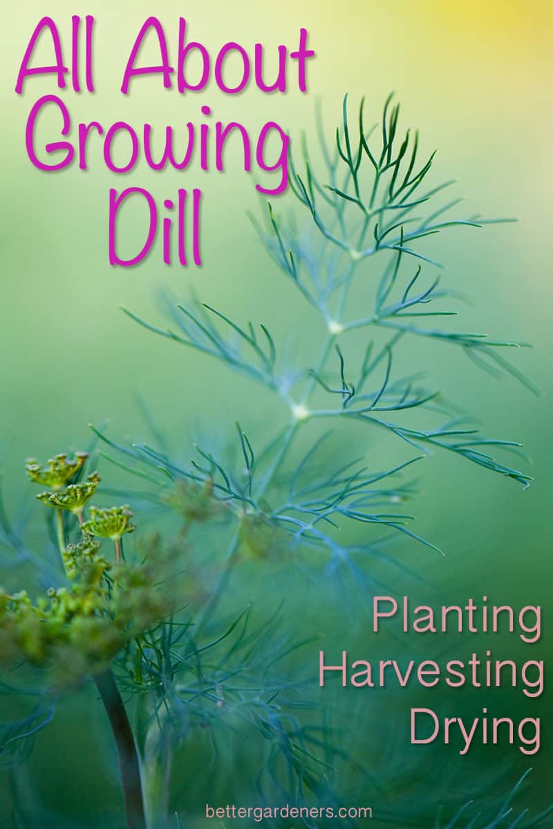 All About Growing Dill - Planting, Harvesting, Pruning, Drying