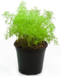 Growing Dill in Containers & Pots