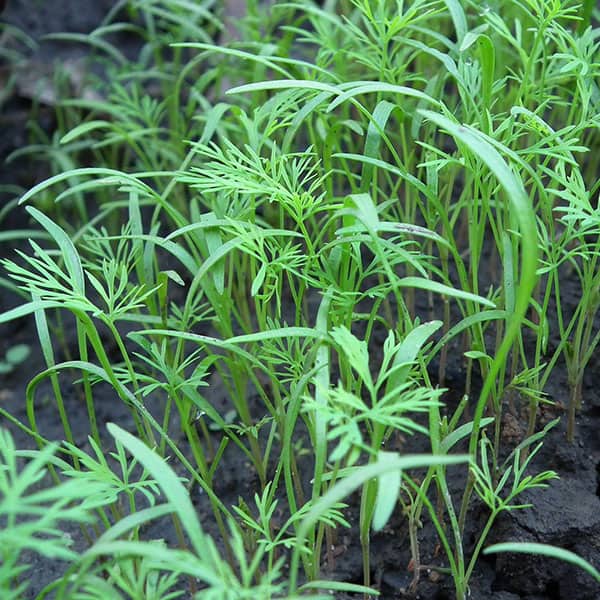 All About Growing Dill Planting, Pruning, & Harvesting Better