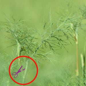 How to Prune and Harvest Dill