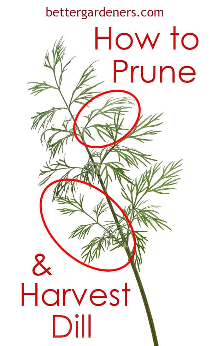 How to Prune & Harvest Dill