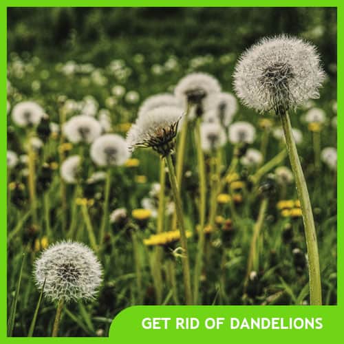 home better gardener s guide home better gardener s guide