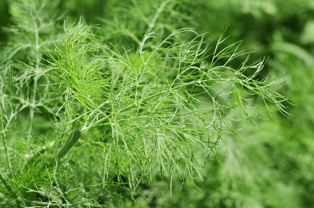 Dill - Easiest to Grow Herbs in Garden