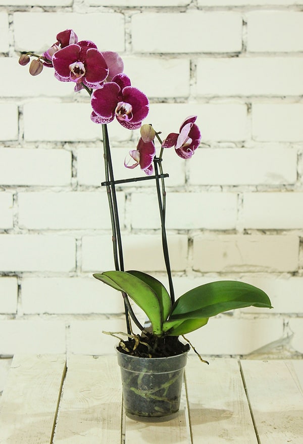 The Best Orchid Pots And Containers For Repotting Orchids Better Gardeners Guide 