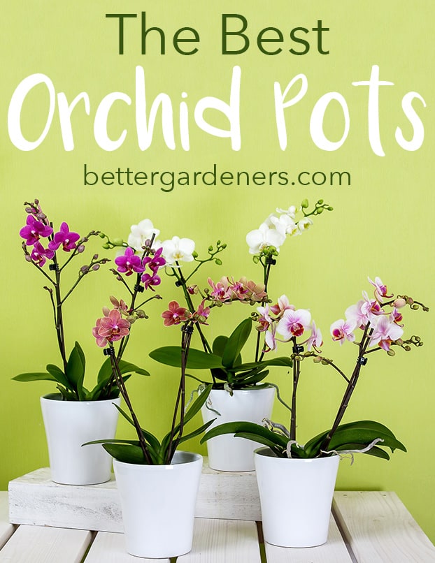 The Best Orchid Pots & Containers for Repotting Orchids