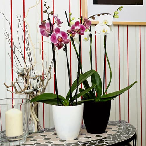 The Best Orchid Pots & Containers for Repotting Orchids Better