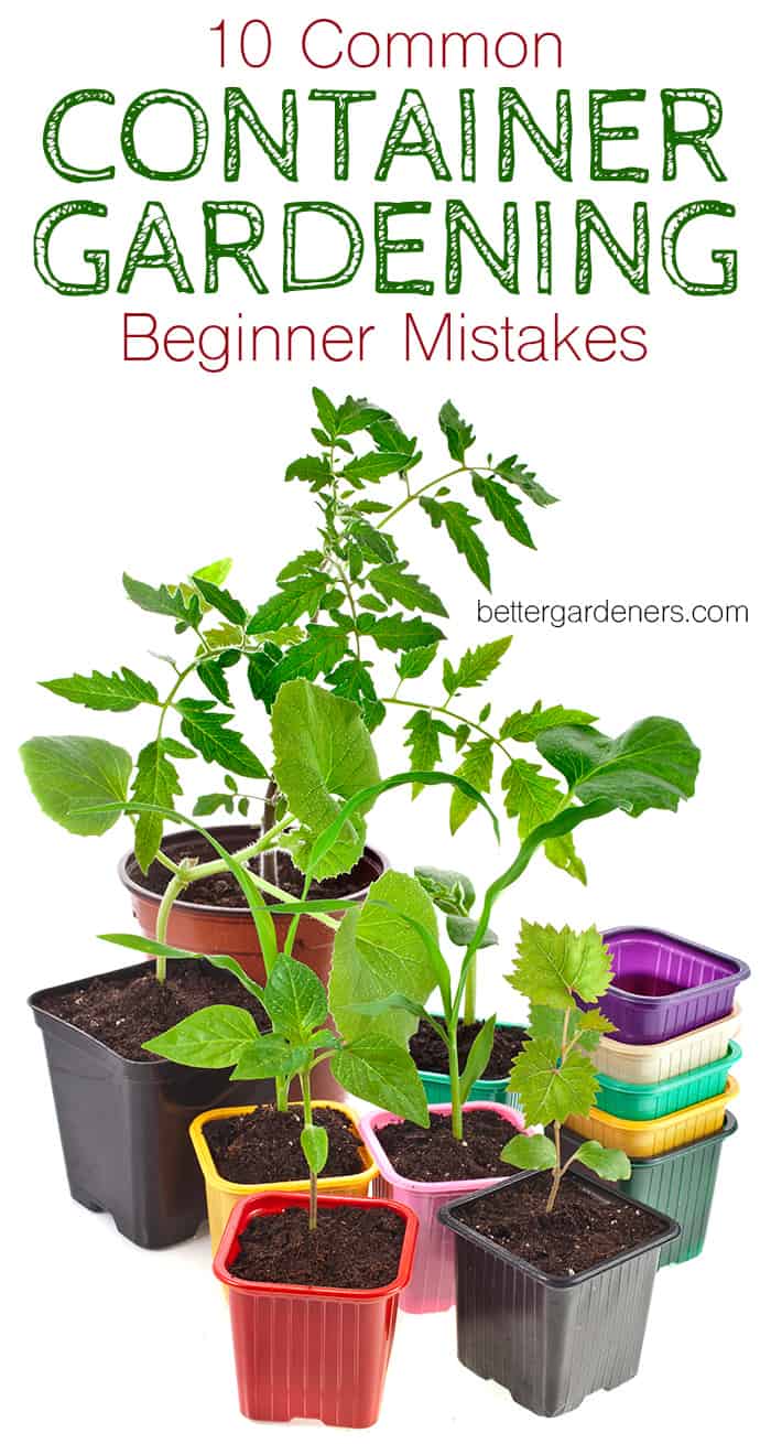 10 Common Container Gardening Mistakes Beginners Make