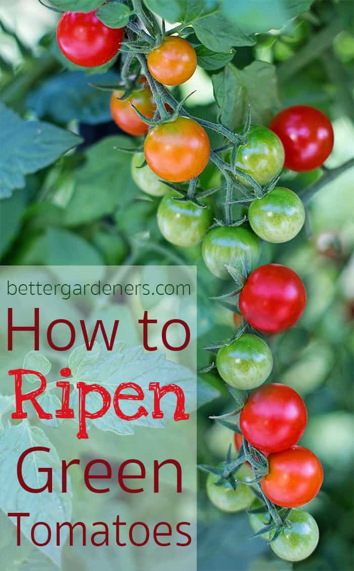 https://bettergardeners.com/how-to-ripen-green-tomatoes/