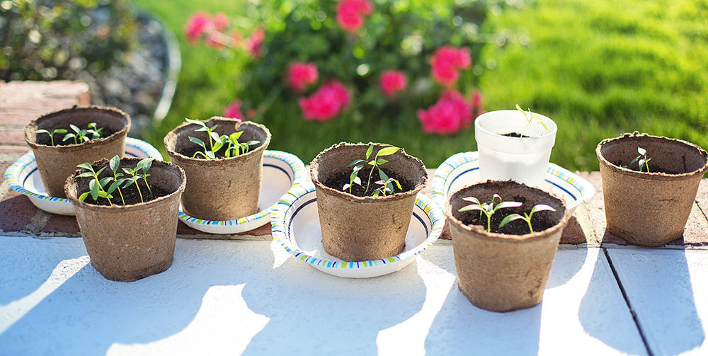 Hardening off Seedlings Before Planting