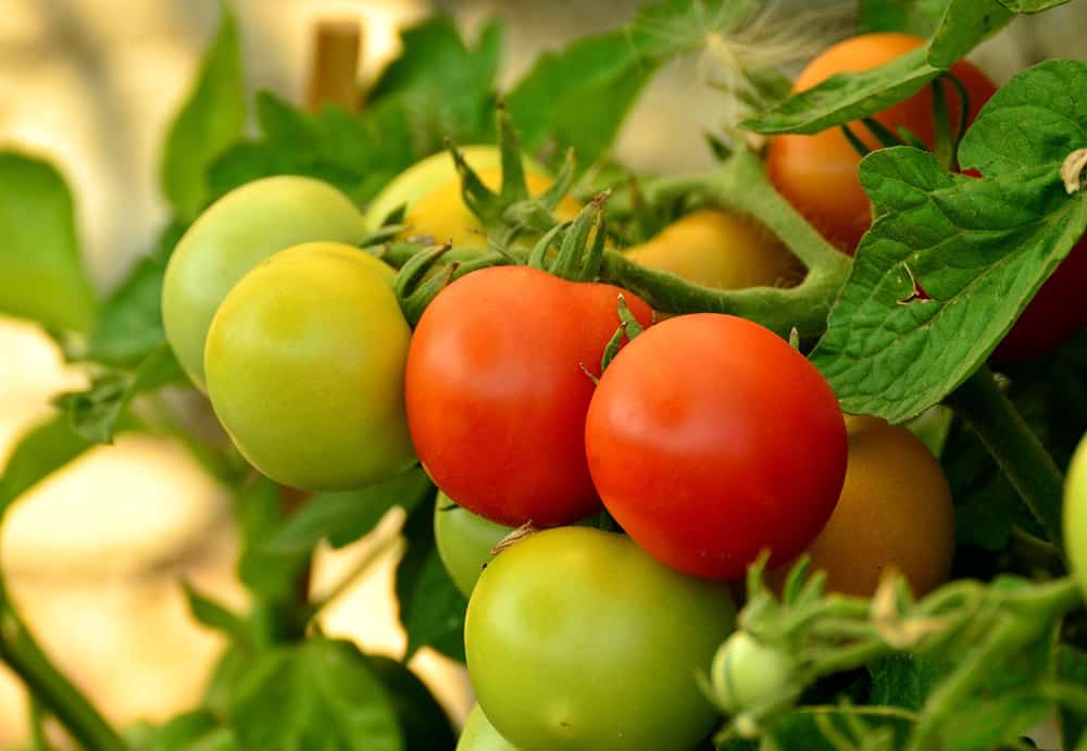 How to Ripen Green Tomatoes at Home