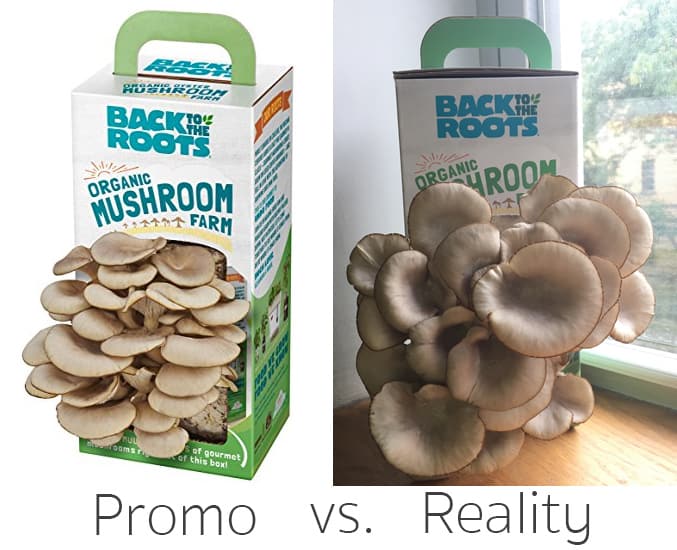 Back to the Roots Mushroom Farm Comparison