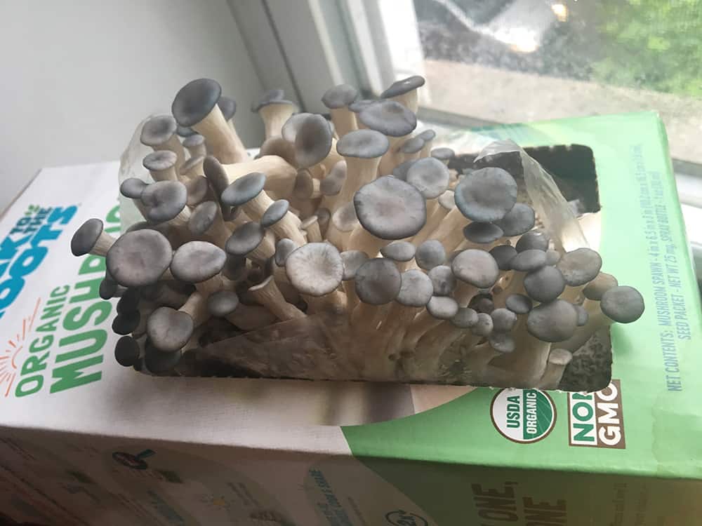 Mushroom Growth Day 6