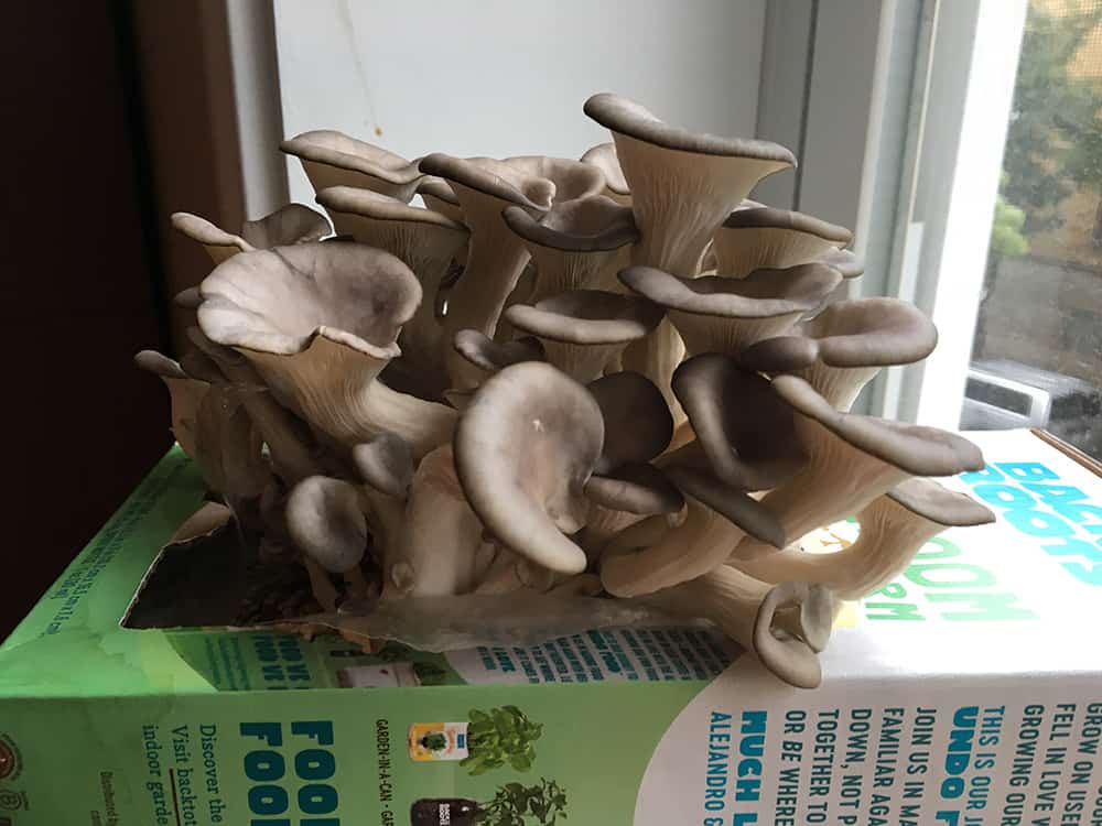 Mushroom Growth Day 7