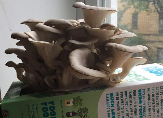 Mushroom Growth Day 8