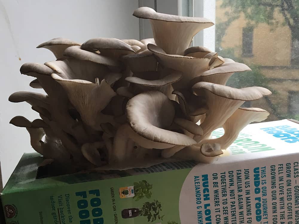 Mushroom Growth Day 8