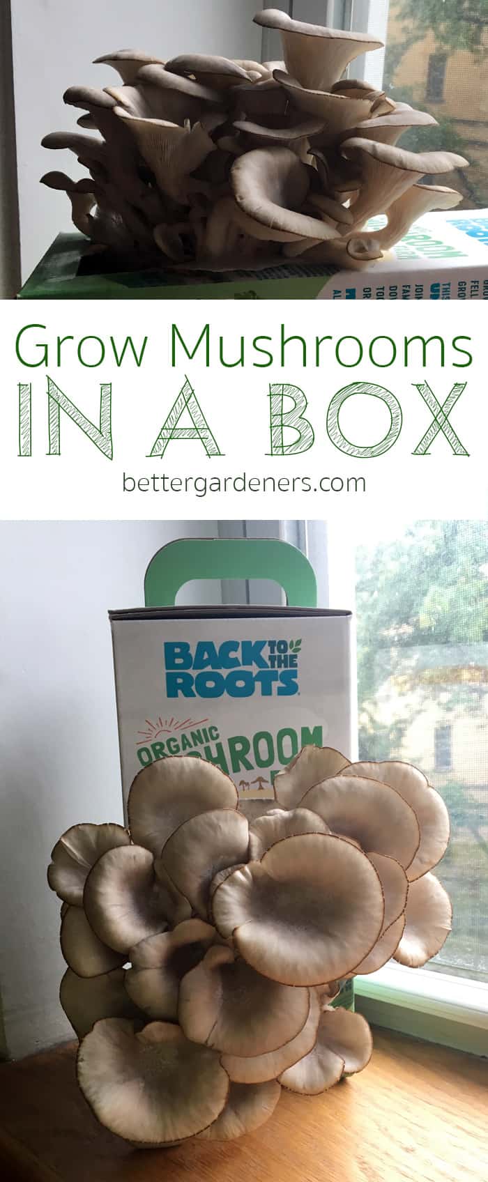 Grow Mushrooms in a Box with This Easy Kit