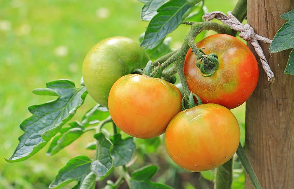 Tips for Growing Tomatoes at Home