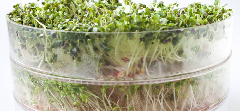 All About Sprouts: Best Seed Sprouters & Growing Your Own