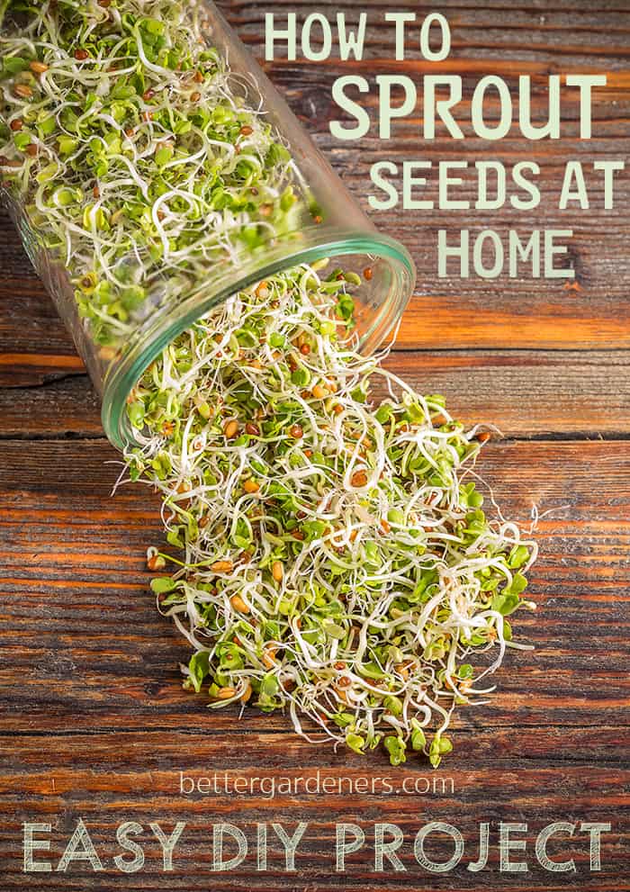 How to Sprout Seeds at Home - DIY Seed Sprouters & Best Seed Sprouters