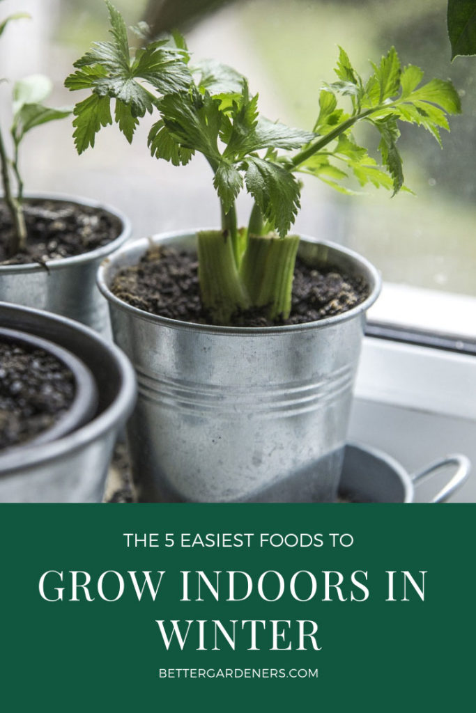 5 Easiest Foods to Grow Indoors in Winter Better Gardener's Guide