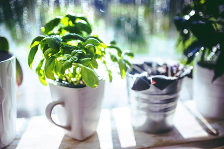 5 Easiest Foods to Grow Indoors in Winter Better Gardener's Guide