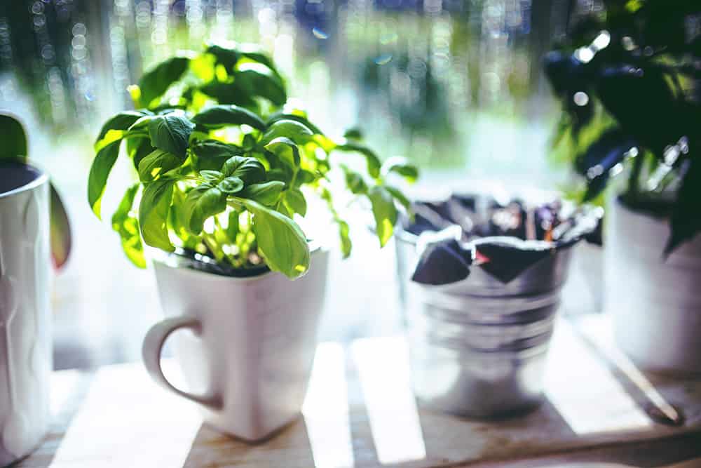 Grow Herbs Indoors in Winter