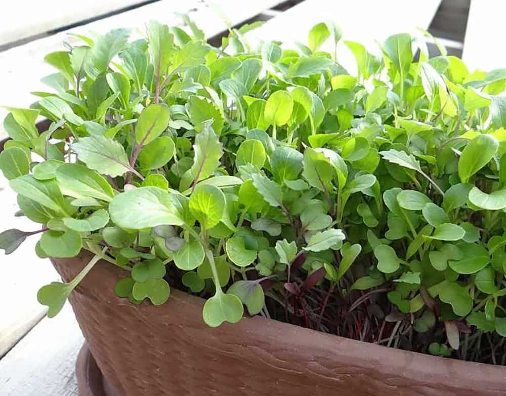 Grow Microgreens Indoors in Winter