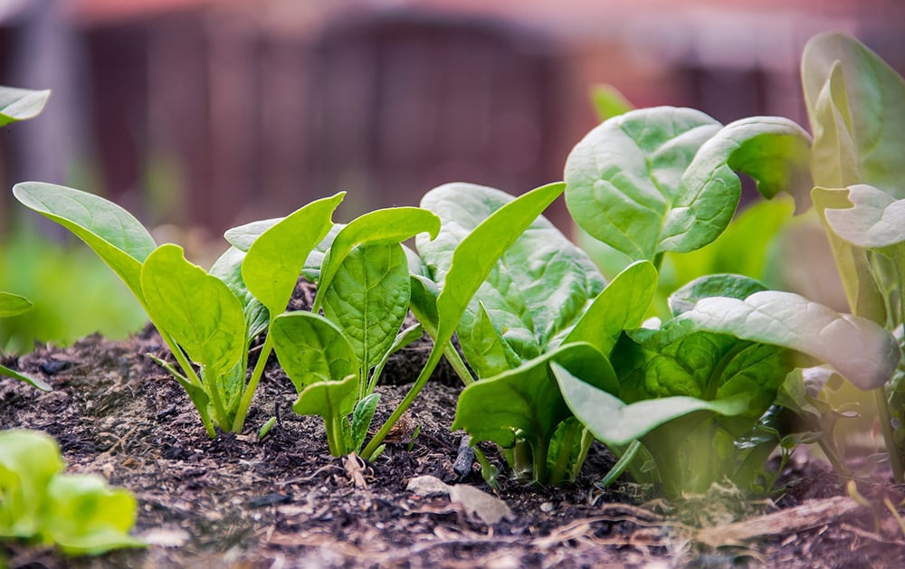 Grow Lettuce & Salad Greens in Winter