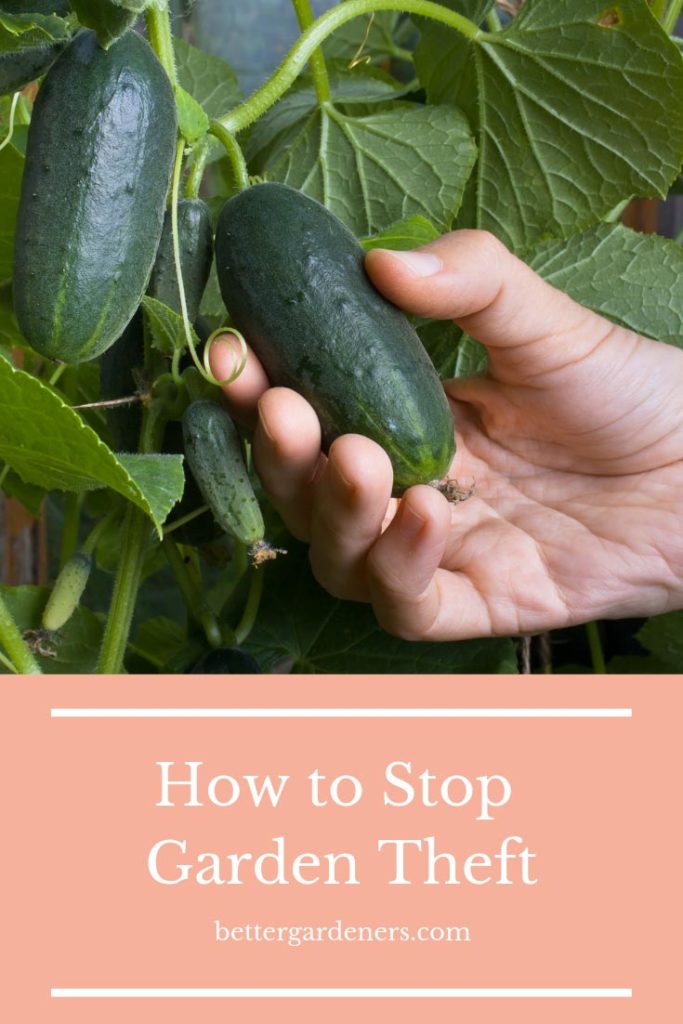 How to Stop Garden Theft Better Gardener's Guide