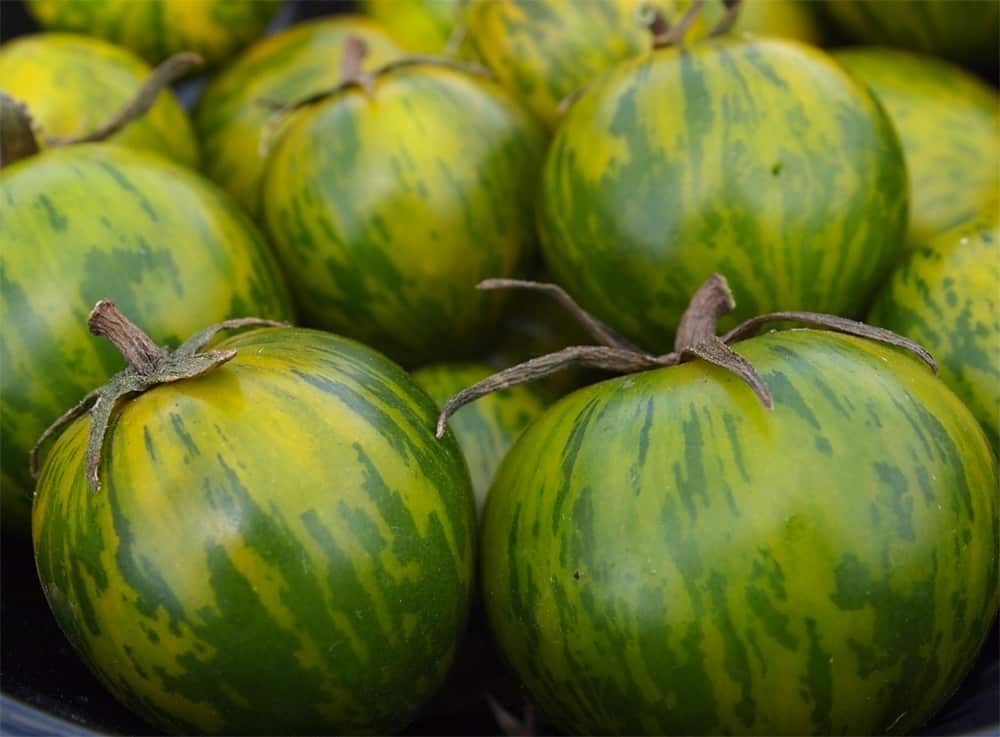 green zebra tomato description