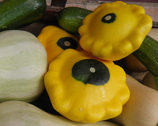 Patty Pan Squash - Weird Veggies for Community Garden Plots