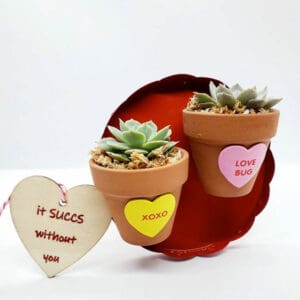 Valentine's Day Conversation Hearts Succulents
