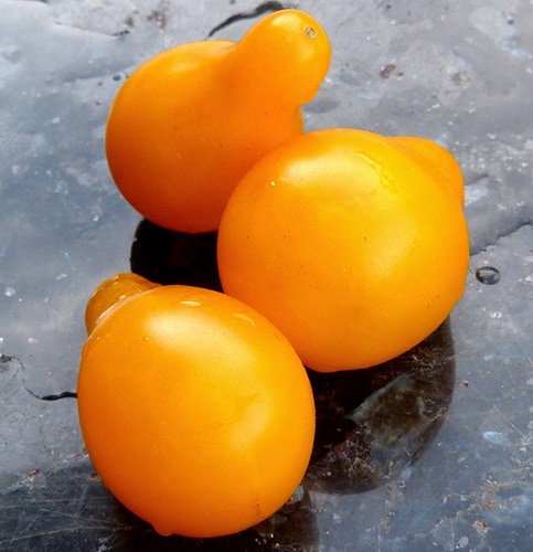 Yellow Pear Tomatoes - Weird Plants to Grow