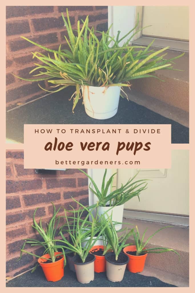 How To Transplant Aloe Vera And Separate Pups Better Gardeners Guide 0694