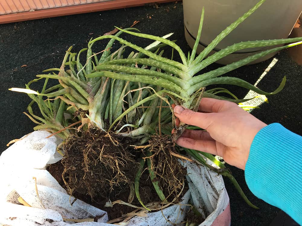 Gently Separate Aloe Pups from Parent Plant