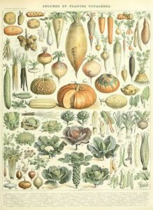 Vintage French Vegetable Garden Print
