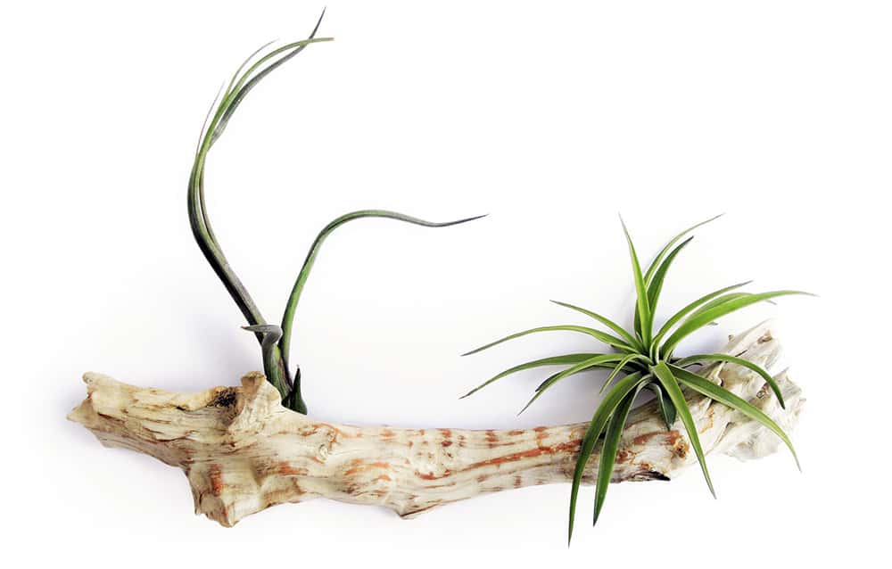 Air Plants - Safe House Plants for Cats & Dogs