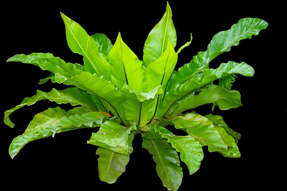 Bird's Nest Fern - Safe for Pets