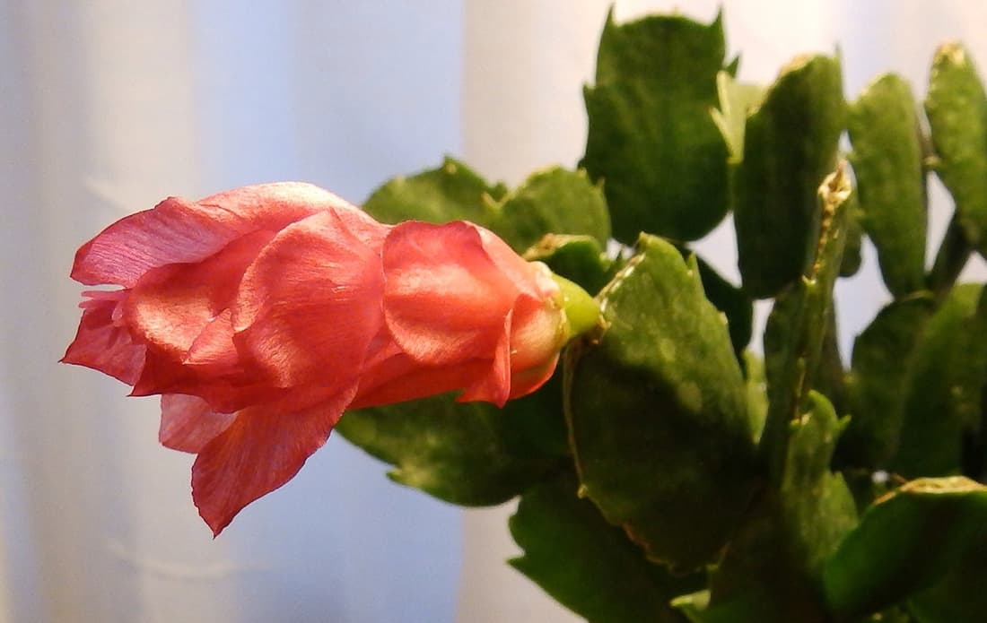 Christmas Cactus for Pet Owners