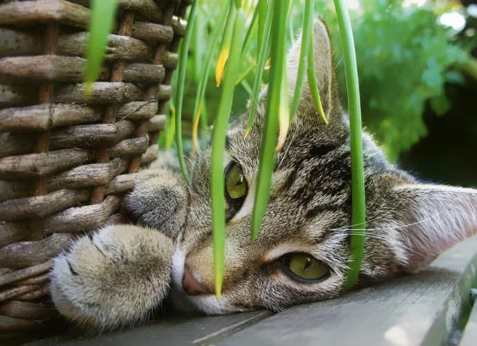 10 Houseplants Safe for Cats & Dogs