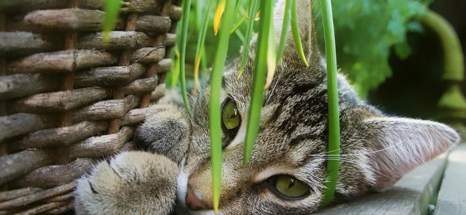 10 Houseplants Safe for Cats & Dogs