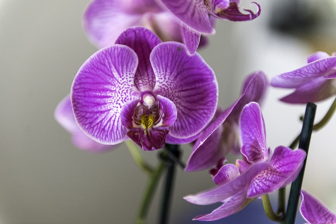 Moth Orchid Pet Friendly Houseplants