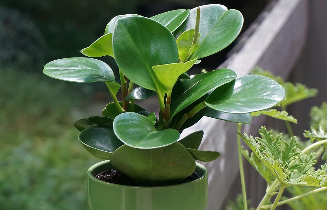 Peperomia Plant Safe for Cats & Dogs