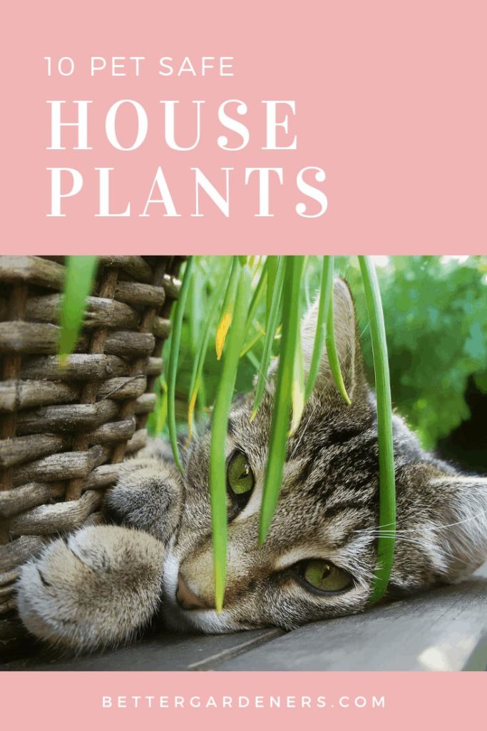 10 Houseplants Safe for Cats & Dogs - Better Gardener's Guide