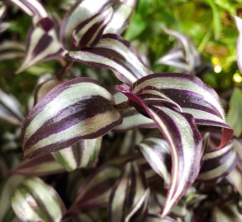 wandering jew houseplant cats