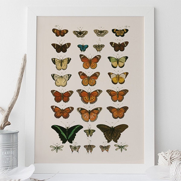 20 Gifts for Wildlife Lovers & Nature Enthusiasts - Better Gardener's Guide